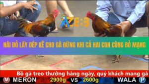 Trận 28 CPC5 24/8/2025 - Hai Con Cùng Chết, Nài Đỏ Lấy Dép Kê Cho Đứng