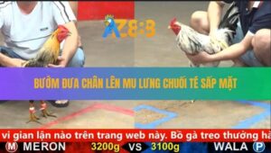 Trận 4 CPC5 30/8/2025 - Bướm Đỡ Hay Đâm Nghiệt, Chuối Ngã Vật Ra Sân