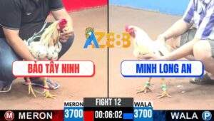 Trận 12 CPC3 4/8/2025 - Bướm Má Minh Búng Đối Thủ Bể Hạt Kê Phản Ăn 1