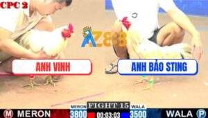 Trận 15 CPC2 1/8/2025 - Bướm Hiệu Bảo Sting Gặp Cọp 1 Tay Nước Rinh Ra