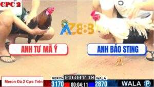 Trận 18 CPC2 1/8/2025 - Anh Tư Mã Ý Hạ Anh Bảo Sting Nhanh Gọn