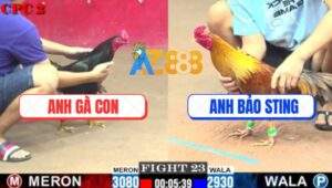 Trận 23 CPC2 6/8/2025 - Khét Cọp Bảo Sting Đá 3 Chân Gà Ô Chạy Sảng