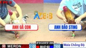 Trận 38 CPC2 6/8/2025 - Khét Cọp Bảo Sting Chồng Độ Bị Bướm Đá Te Tua