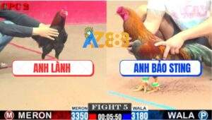 Trận 5 CPC2 6/8/2025 - Gà Ạnh Bảo Sting Ra 2 Con Chạy Nguyên Cặp