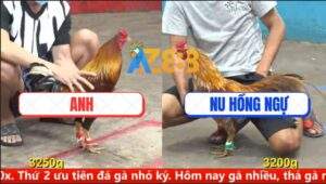 Trận 5 CPC5 11/8/2025 - Khét Bông Anh Nu Tuột Xích Chỉ Sau 1 Tay Nước