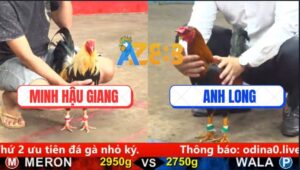 Trận 1 CPC5 25/9/2025 - Gà Chuối Anh Minh Đá Điều Cọp Anh Long Què Giò