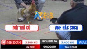 Trận 14 Bồ TonHon 27/9/2025 - Anh Mít Trà Cú Và Anh Hắc Coca