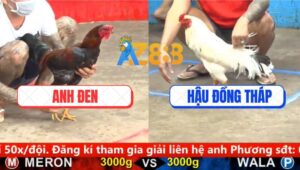 Trận 2 CPC5 18/9/2025 - Gà Que Anh Đen Phá Đôi Vẫn Làm Thịt Gà Bướm