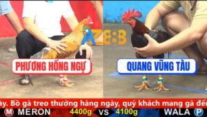 Trận 4 CPC5 25/9/2025 - Gà Điều Anh Quang Sút 2 Cước Gà Cú Nằm Đống