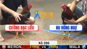 Trận 46 CPC5 20/9/2025 - Anh Nu Hồng Ngự Cuối Ngày Lụm Xổ 200 Ngọt Xớt