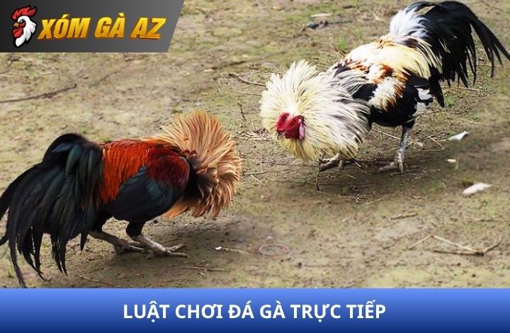 Luật đá gà trực tiếp trong thi đấu đá gà