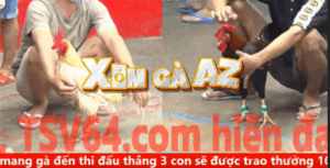 Trận 21 CPC5 30/10/2025 - Bướm Đậu Trên Cành Bông Của Đông Pha