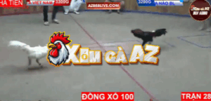 Trận 28 Bồ Hà Tiên 30/10/2025 - Tân Rạch Giá Không Làm Anh Em Thất Vọng