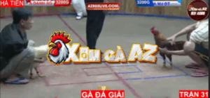 Trận 31 Bồ Hà Tiên 30/10/2025 - Nu Đồng Tháp Gặp Bướm Cọp Đá 1 Cước Chết Tại Chỗ