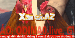 Trận 14 CPC5 30/10/2025 - Đông Pha Gặp Khắc Tinh Của Mình Đá Lật Xe