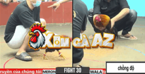 Trận 30 CPC6 31/10/2025 - Gà Chồng Độ Chấp 2 Chấm Anh Linh Đá Như Cái Máy