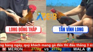 Trận 10 CPC5 2/10/2025 - Gà Điều Anh Tân Đá Gà Cú Không Sót Chân Nào