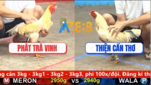 Trận 13 CPC5 2/10/2025 - Bướm Ra Chân Tới Tấp Đâm Úa Gỡ Cựa Không Kịp