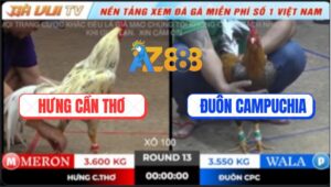 Trận 13 TonHon 18/10/2025 - Gà Cú Anh Đuôn Hạ Bướm Hưng Cần Thơ Mau Lẹ