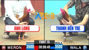 Trận 15 CPC6 13/10/2025 - Anh Long Rách Quần Khi Đang Sửa Gà