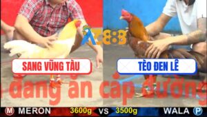 Trận 2 CPC5 23/10/2025 - Úa Lúa Gà Khét Anh Tèo Đen Lê Chạy Quanh Sân