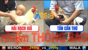 Trận 25 CPC5 21/10/2025 - Nài Xanh Non Tay, Đỏ Muốn Chạy Không Dám Nhử