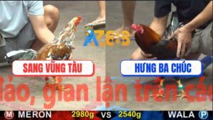 Trận 31 CPC5 22/10/2025 - Gà Điều Anh Hưng Kém 4 Chấm Đâm Cú Tắt Thở