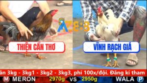 Trận 4 CPC5 2/10/2025 - Gà Bướm Lên Cựa Đưa Gà Xám Đi Nhanh Gọn