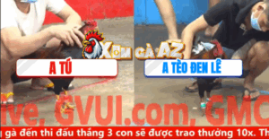 Trận 8 CPC5 6/11/2025 - Tèo Đen Vào Trận Đấu Lớn Gặp Khắc Tinh Của Mình