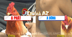 Trận 12 CPC4 9/11/2025 - Gà Anh Dũng Đâm Cựa Như Sam Xít Hạ Đỏ Tuyệt Đối