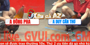 Trận 29 CPC5 6/11/2025 - Đông Pha Nặng Ký Hơn Phóng Bạc Ăn 5 Và Cái Kết