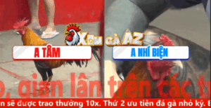 Trận 30 CPC5 6/11/2025 - Nhí Biện Gặp Thách Thức Lớn Trong Trận Này