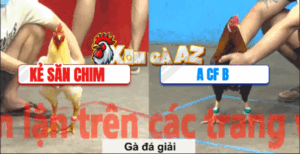 Trận 36 CPC5 6/11/2025 - Chung Kết Hôm Nay Thuộc Về Kẻ Săn Chim