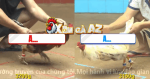 Trận 25 CPC4 8/11/2025 - Gà Bướm Đá Bo Như Xe Đụng Tới Phút 90 Quá Hay