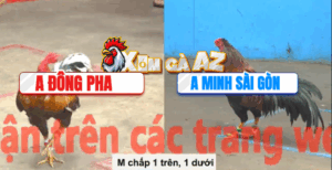 Trận 14 CPC5 8/11/2025 - Đông Pha Rớt Lại Cực Kì Đáng Tiếc Trong Trận Này