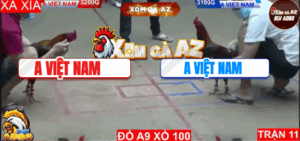 Trận 11 Bồ Hà Tiên 9/11/2025 - Gà Xanh Đâm Quá Cựa Gà Đỏ Ói Chết Tại Chỗ