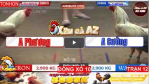 Trận 12 Tonhon 11/1/2025