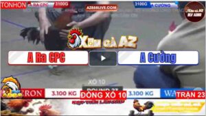 Trận 23 Tonhon 11/1/2025