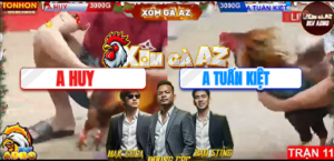 Trận 11 Bồ Tonhon 29/12/2025 - Gà Tuấn Kiệt Bị Đá Sùng Sình Vẫn Phản Ăn Ngược