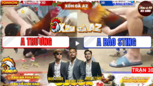 Trận 30 Tonhon 19/12/2025